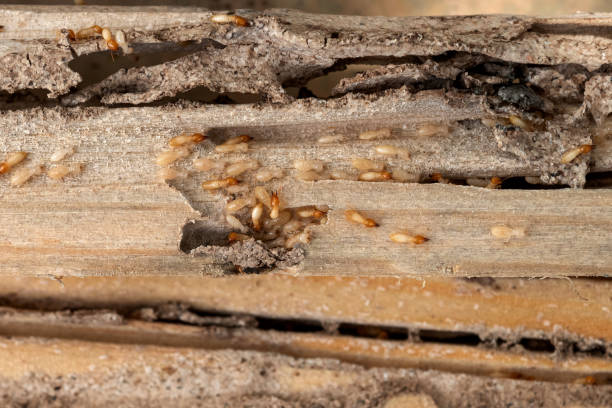 Best Pest Removal Services  in Oak Grove, KY